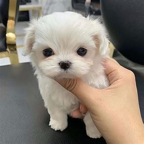 Our employees and volunteers are all wearing masks and keeping six feet apart while interacting with. teacup pups for adoption on Instagram: "Teacup Maltese ...