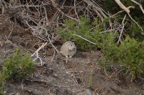 Daurian Pika Ochotona Dauurica Leopardcat Flickr