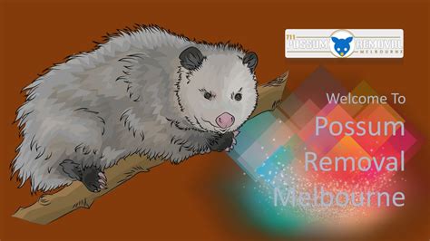 Ppt 711 Possum Removal Melbourne Powerpoint Presentation Free