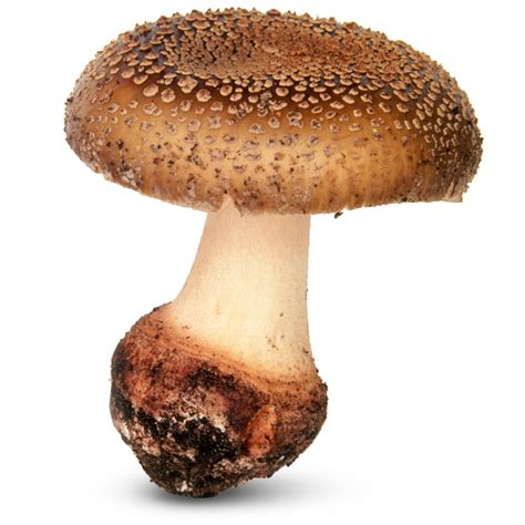 What To Do With Mushroom Stems All Mushroom Info