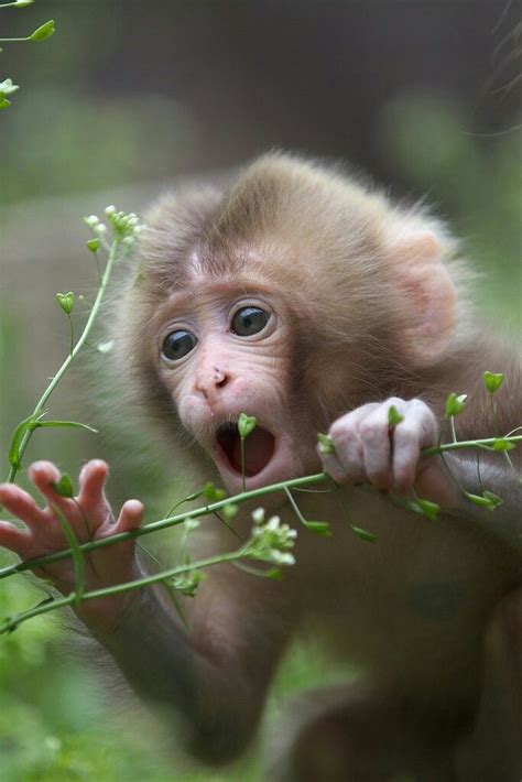 Monkeys Are So Expressive Cute Animals Cute Baby Animals Cute Monkey