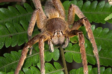 The Brazilian Wandering Spider Phoneutria Nigriventer Keyserling 1891