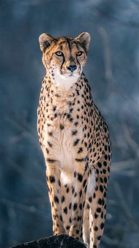 Cheetah Is Standing On Rock In Blur Winter Trees Background With Stare