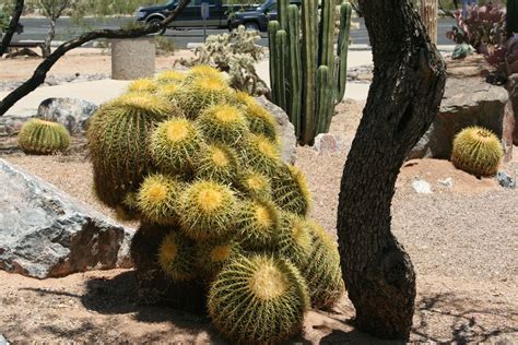Wild Cactus Arizona Desert Cactus Flowers Cactus Plants Blooming