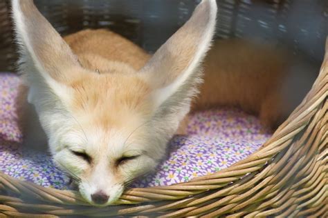 Fennec Fox Desert Fox As A Pet The Ultimate Guide Animal Spotlight