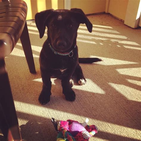 Conseguimos todo o tipo de coisinhas para os vossos patudos <3. My new Corgador! I rescued this little girl from a shelter ...