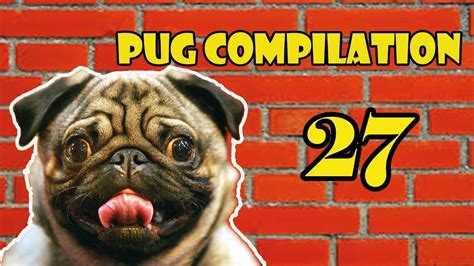 Pug Compilation 27 Funny Dogs But Only Pug Videos Instapugs Youtube