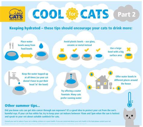 how to keep your cat cool in the heat of summer cats maniax