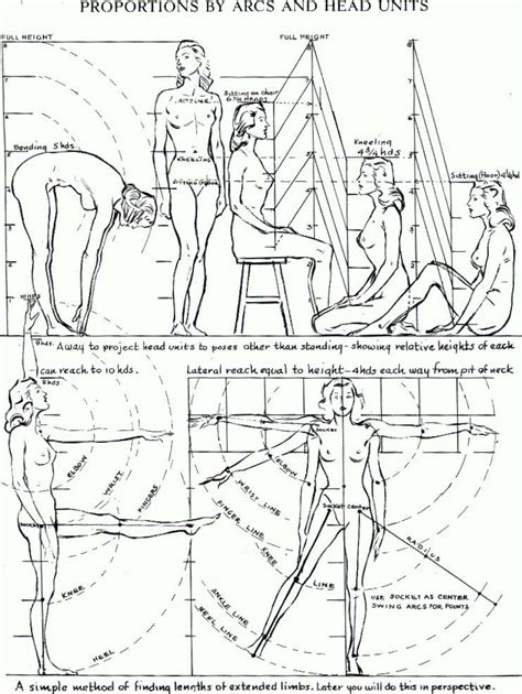 proportions of the human figure how to draw the human figure in the correct proportions how