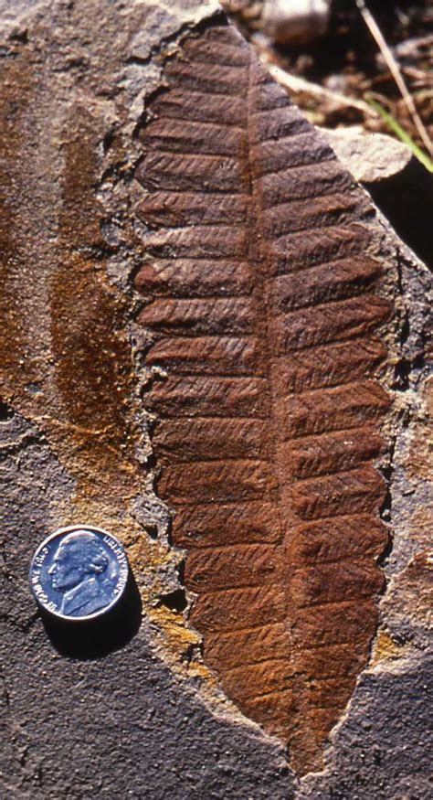 Glossopteris Gigantopteridales P Major Portion Of Late Paleozoic