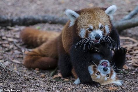 Newly Discovered Differences In Red Panda Genes Reveal There May