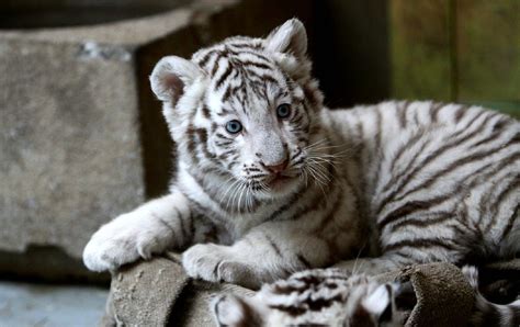 Pin On White Tiger Cubs
