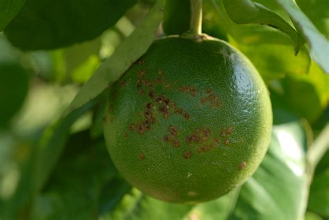 County Agents Others Get Update On Citrus Disease Lsu Agcenter