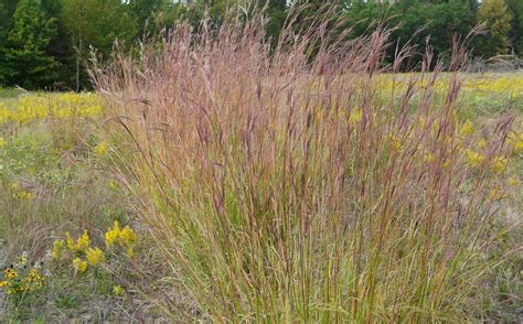 Native Grasses From Short To Tall The Native Plant Herald