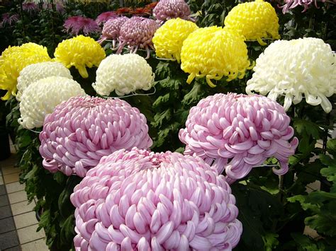 Chrysanthemum National Flower Of Japan Meaning Of The Chrysanthemum