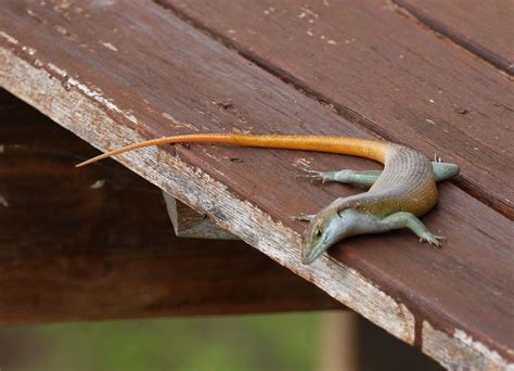 Yellow Tailed Lizard Birdlife Ethekwini Kzn