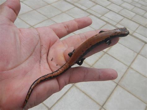 Broadfoot Mushroomtongue Salamander From Playa Vicente On April 21