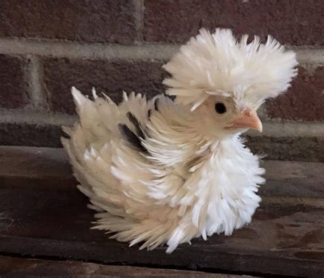 A Baby Polish Frizzle Chicken Frizzle Chickens Beautiful Chickens Fancy Chickens
