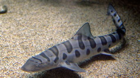 Hundreds Of Leopard Sharks Mysteriously Die In San Francisco Bay Ctv News