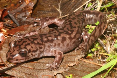 Kingsnake Blog Blog Meet The California Giant Salamander