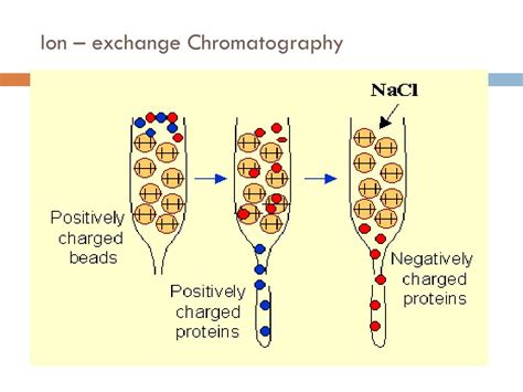Ppt Ion Exchange Chromatography Powerpoint Presentation Free