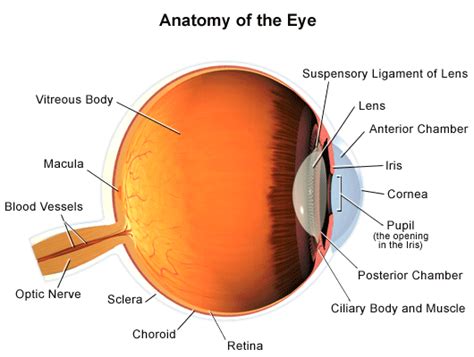 The human eye is a paired sense organ that reacts to light and allows vision. anatomy - Intermountain Eye Centers
