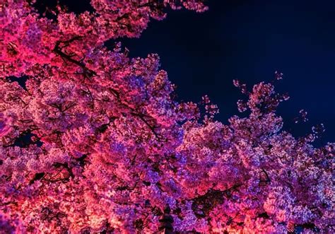 Anime Night Wallpaper Cherry Blossom Tree Mural Wall