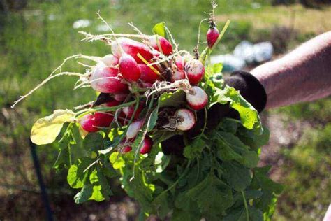 Why Do Radishes Bolt And Can You Eat Bolted Radishes Handy Gardening
