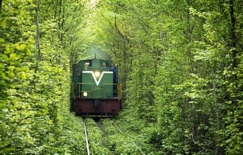 14 Most Beautiful Tree Tunnels In The World Green Landscapes Tunnel