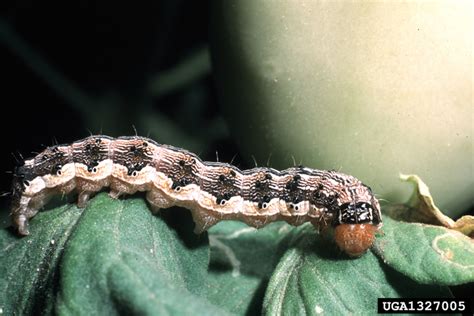 Corn Earworm Got Pests Board Of Pesticides Control Maine Dacf