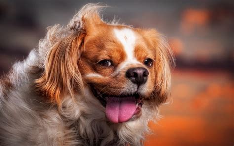 Search for free wallpapers to download. cute puppy wallpapers A3 - HD Desktop Wallpapers | 4k HD