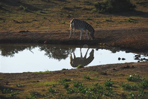 Africa A Zebra Reflected In The Early Morning Light Of A Watering Hole
