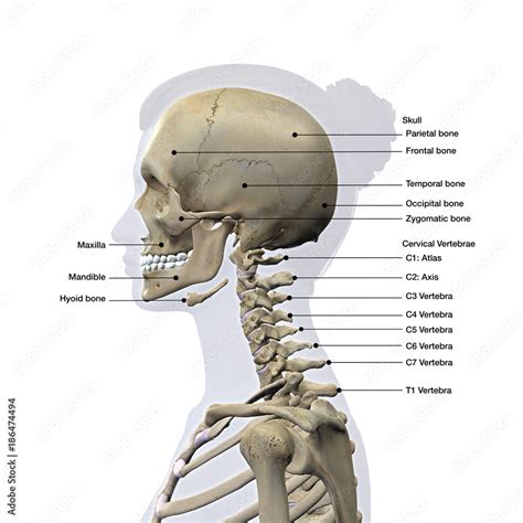 Skull And Cervical Spine Lateral View Labeled On White Stock