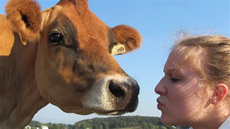 A Couple Of Farmers At Maple Lawn Farm Give Your Cow A Kiss