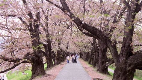 5 Cherry Blossom Viewing Spots In Osaka And Kyoto