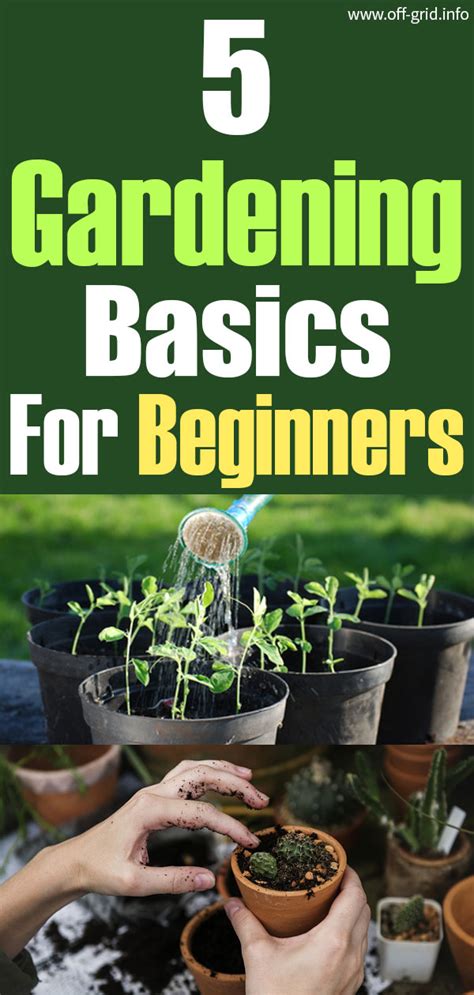 5 Gardening Basics For Beginners Growing Potatoes Growing Herbs Veg