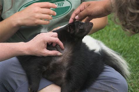 Click here to see the. Skunks as Pets