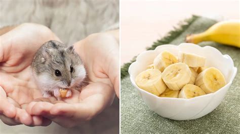 can hamsters eat bananas a complete guide to bananas for hamsters