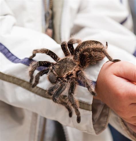 How Big Are Tarantulas Full Size Guide For Species Tips Mercury Pets