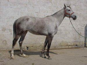 azerbaijan horses horsebreedspicturescom