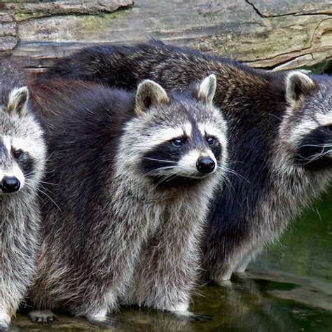Your neighborhood tire dealer for over 40 years. JUNIOR Tierlexikon für Kinder - Tiere von A bis Z | JUNIOR ...