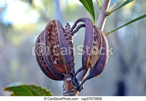 Australian Waratah Seed Pods Seed Pods Fruit Of The Native