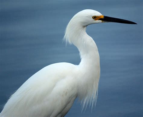 Great Egret New Jersey Bird Photos