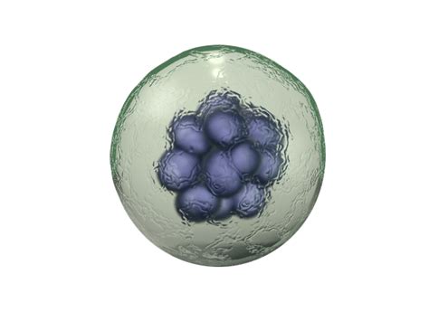 Collection Of Body Cell Png Pluspng