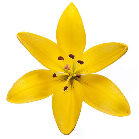 Maybe you would like to learn more about one of these? Hybrid Lily Yellow Diamond - The Queen's Flowers