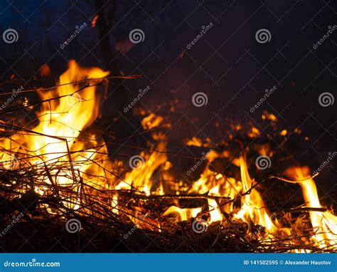 Fire Wildfire Burning Pine Forest In The Smoke And Flames Stock Image