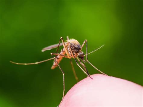 How To Keep Your Home Mosquito Free Residence Style
