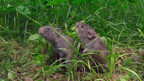 This Is Your Brain On Love If Youre A Prairie Vole Science Aaas