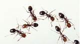 Red Ants Vs Fire Ants