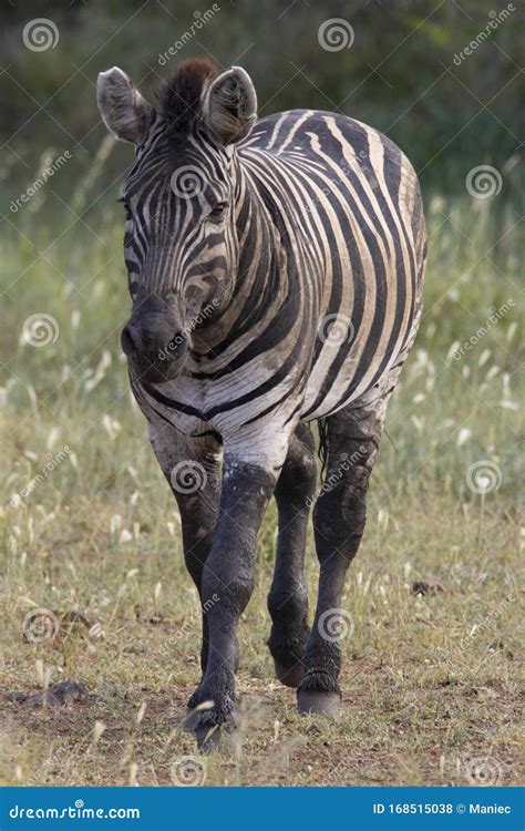 Muddy Zebra Stock Photo Image Of Legs Zebra Bush 168515038